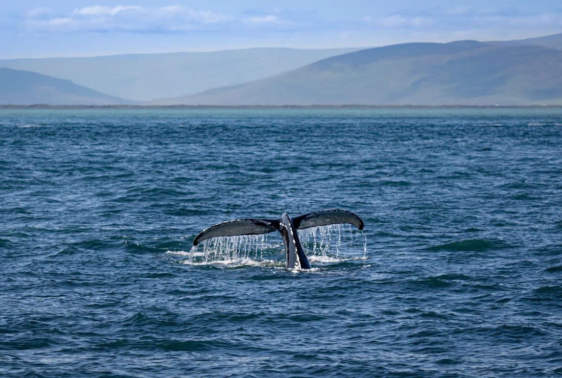 When to see whales in Iceland
