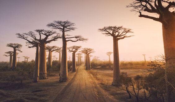 baobab trees in Madagascar