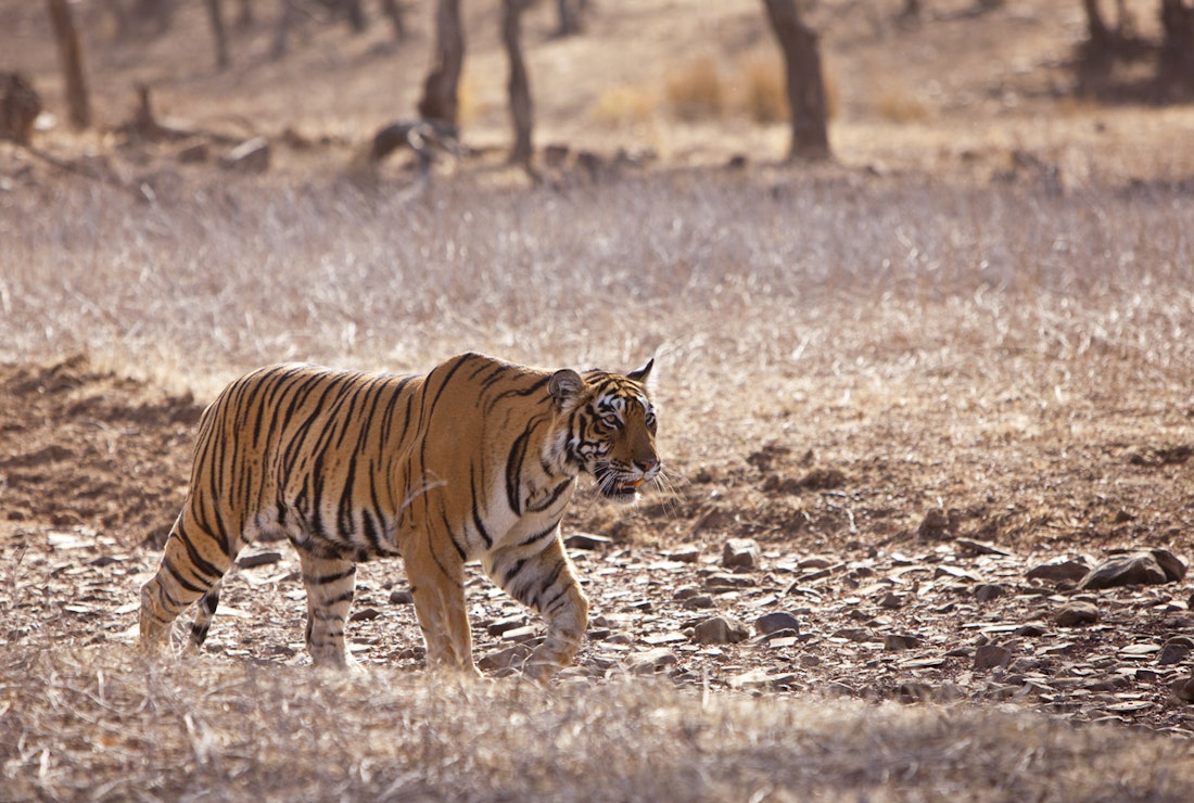 tiger in ranthambore national park in india