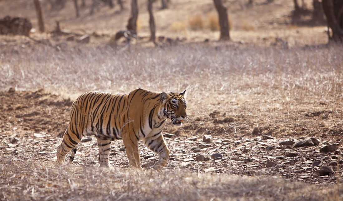 tiger in ranthambore national park in india