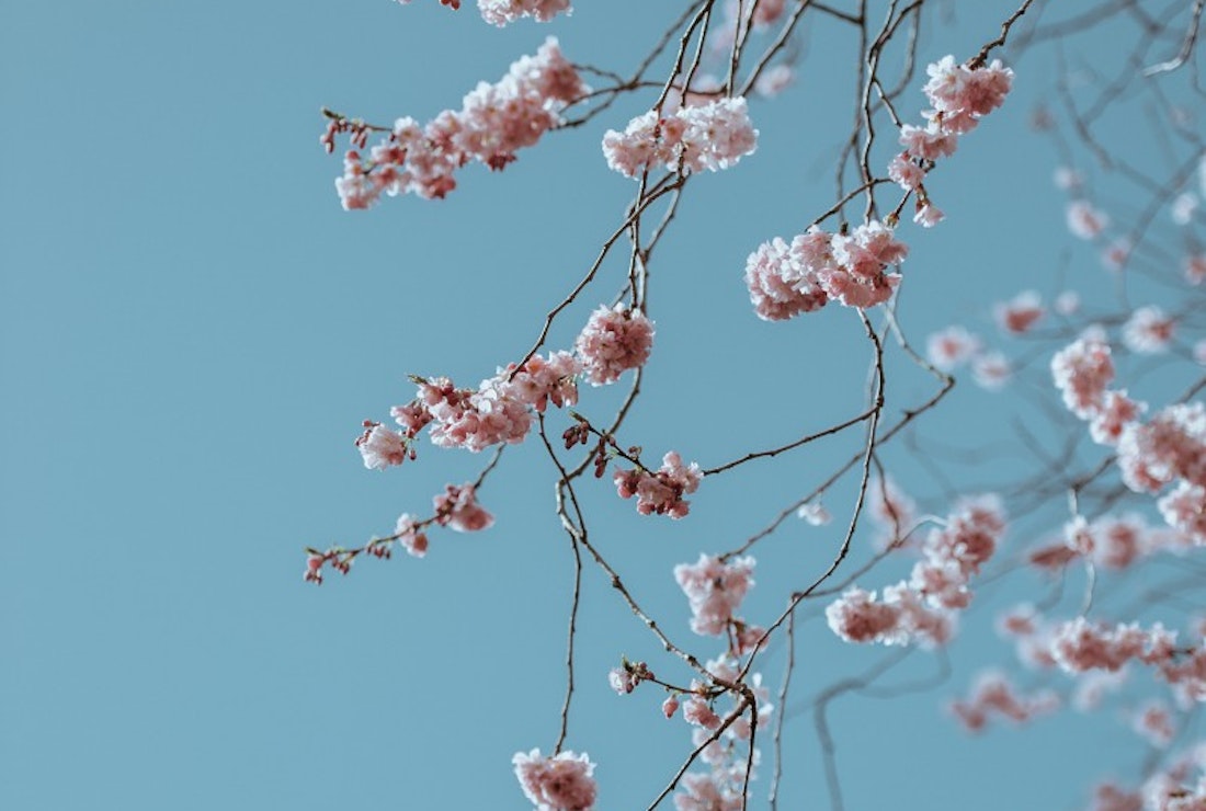cherry blossom branch in japan
