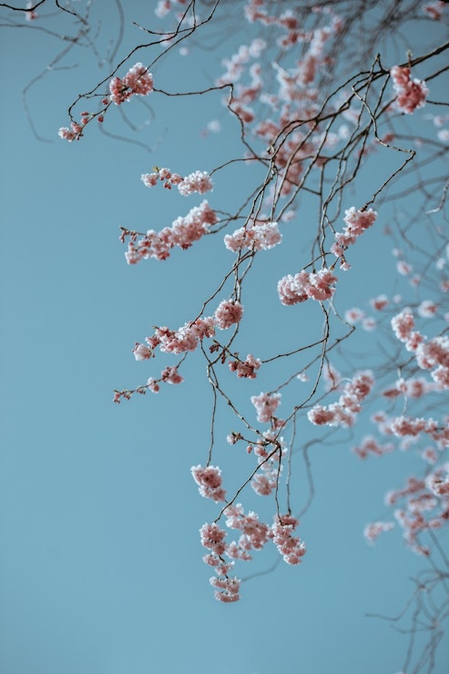 cherry blossom branch in japan