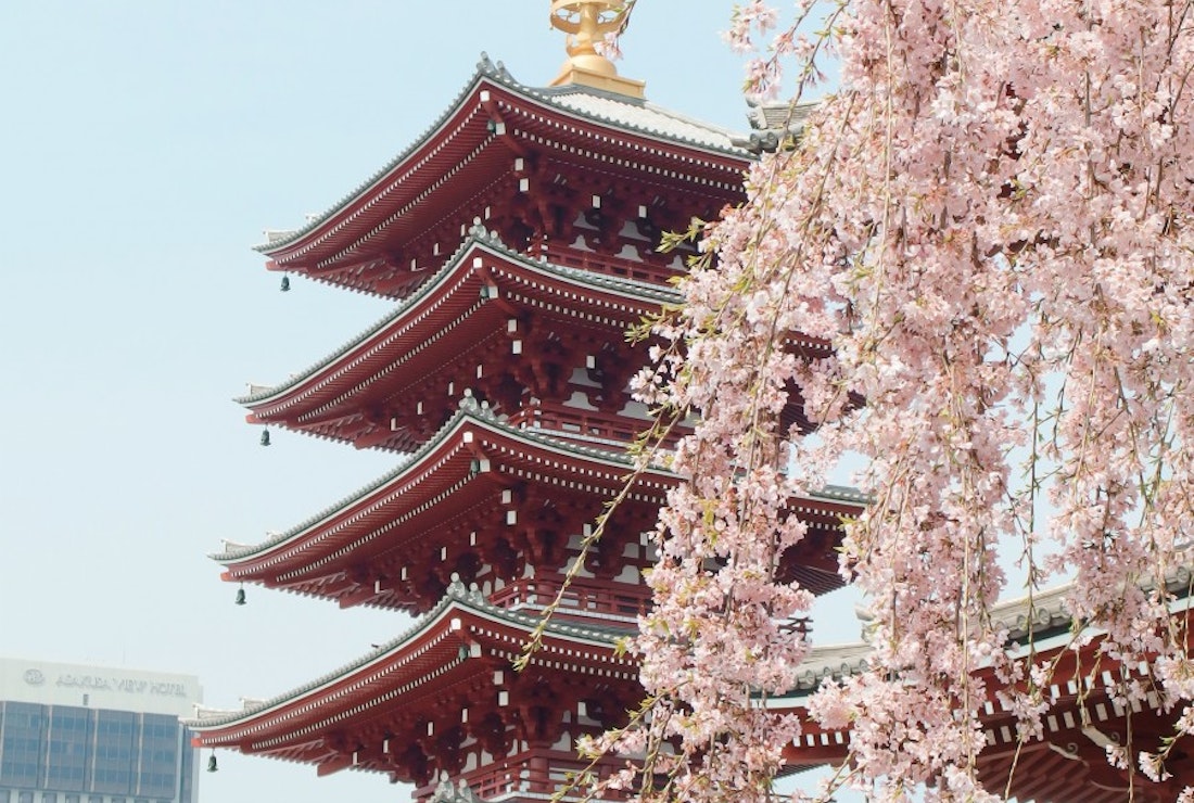 cherry blossom with building in japan