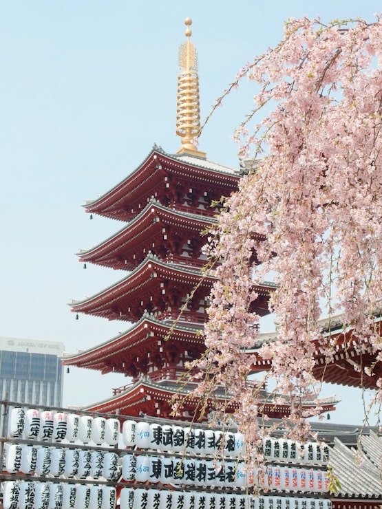 cherry blossom with building in japan