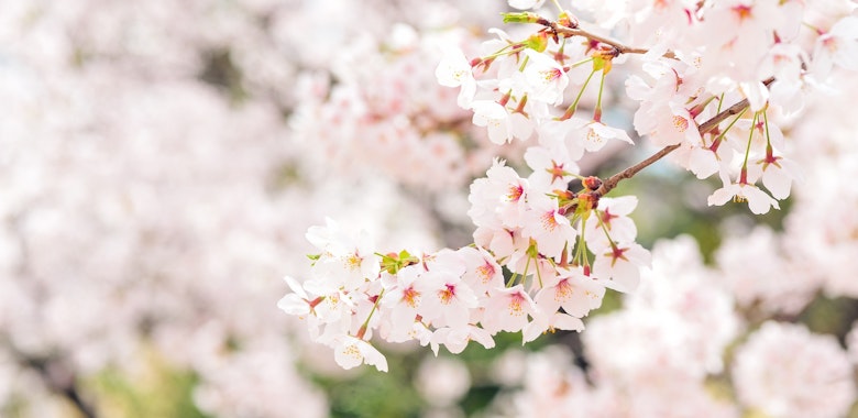 japan blossom