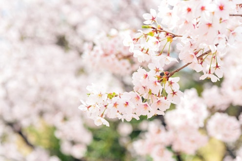 japan blossom