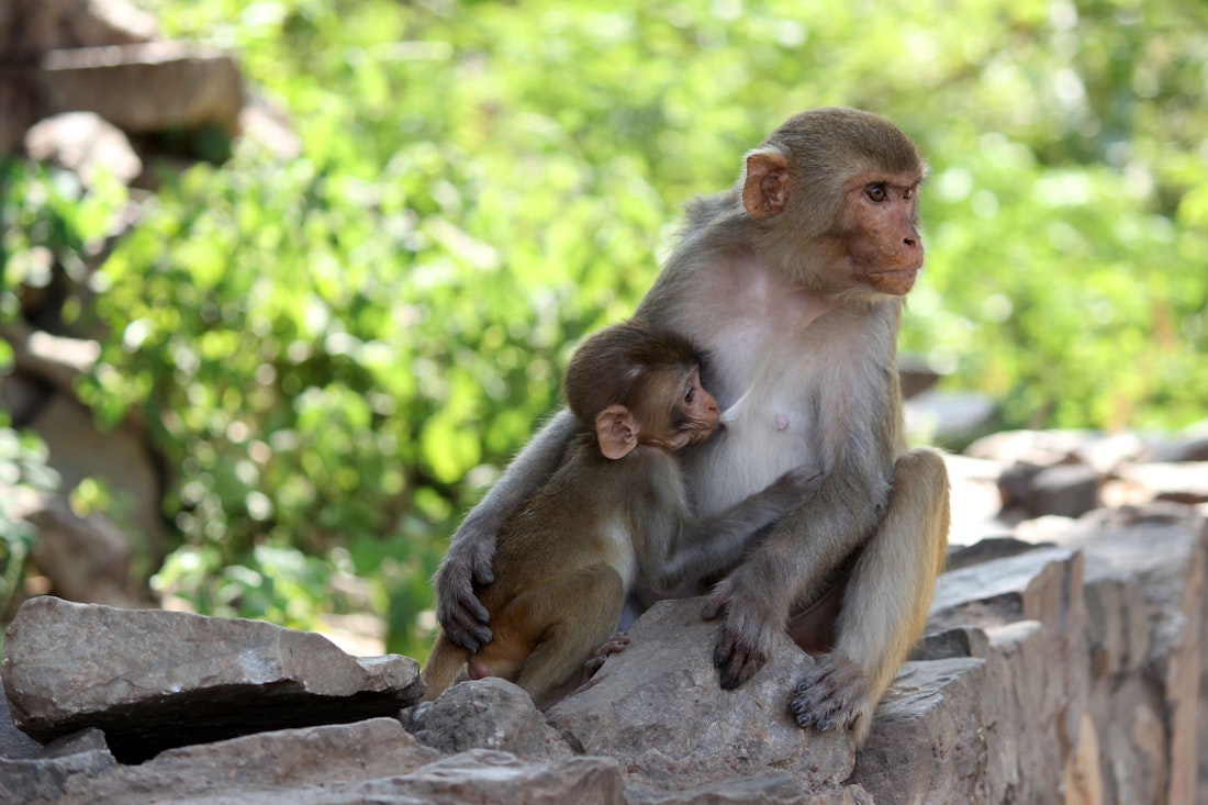 monkeys at bhangarh fort in india