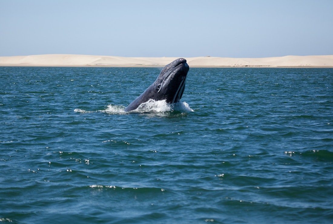 whale in sea of cortez in Mexico