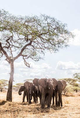 African Elephants, luxury travel Tanzania