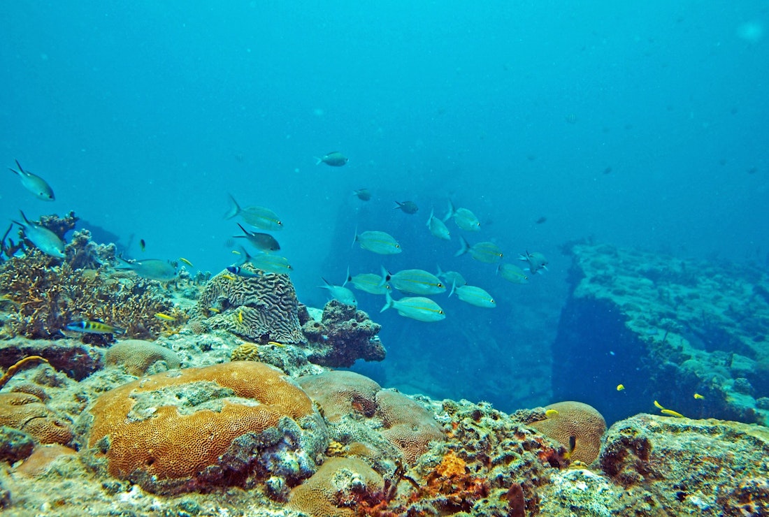 coral reef caribbean