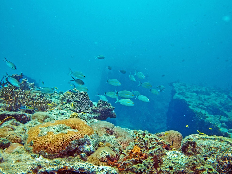 coral reef caribbean