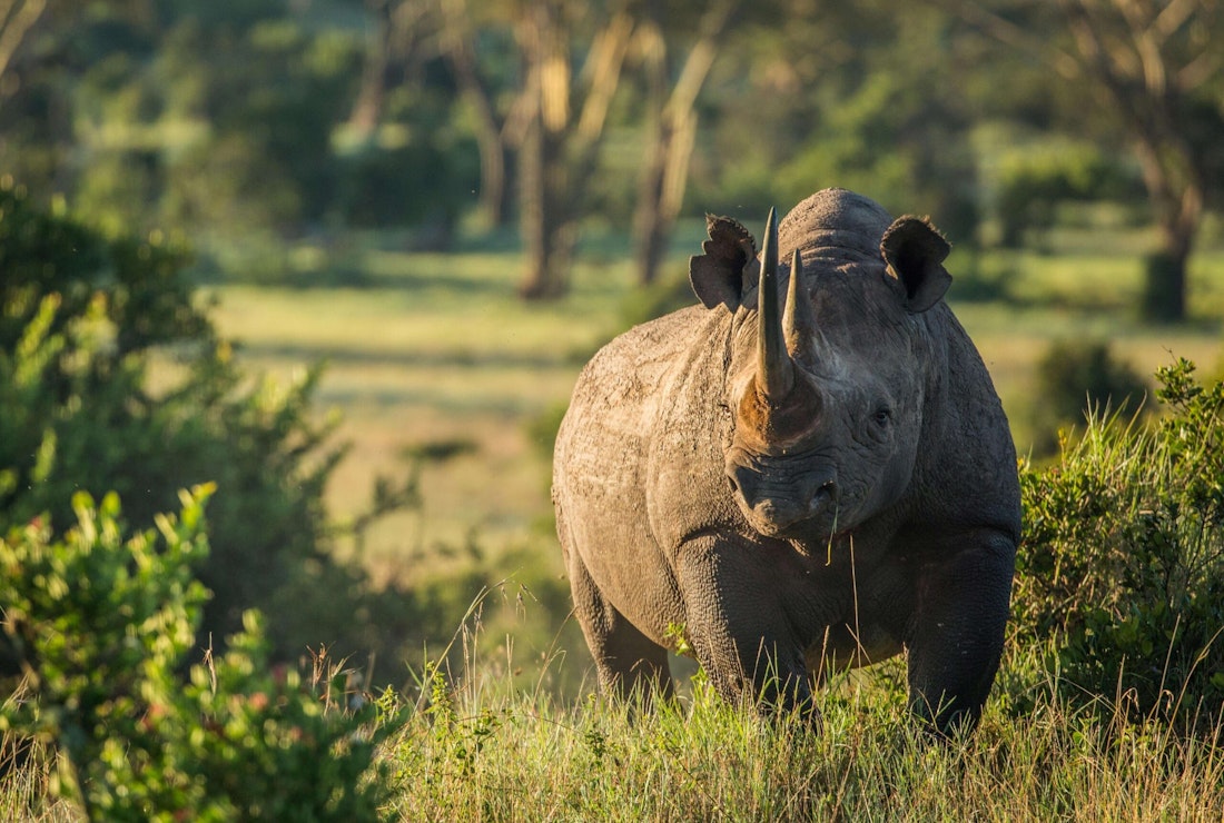 rhino notching in kenya