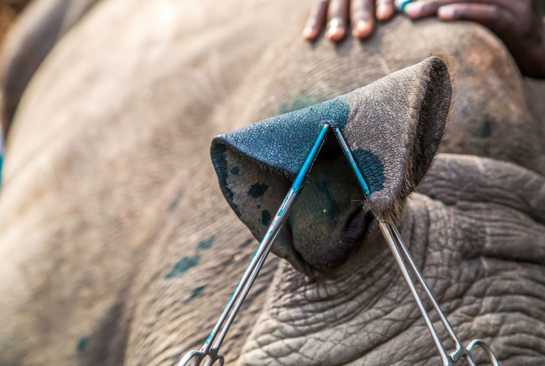 rhino ear notching in kenya