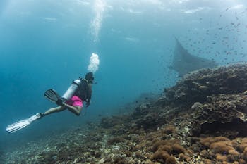Arborek Island snorkelling with manta rays