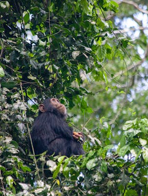 Baby chimp, Rwanda