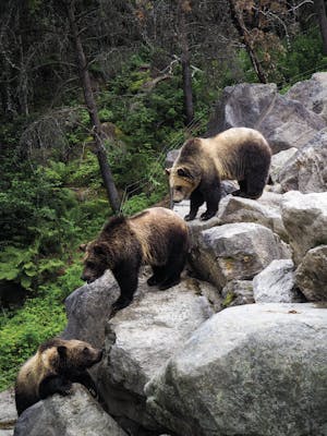Brown bears Vancouver Island Canada