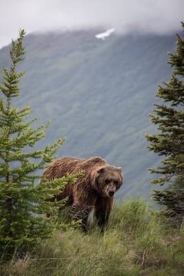 Brown bears in Canada