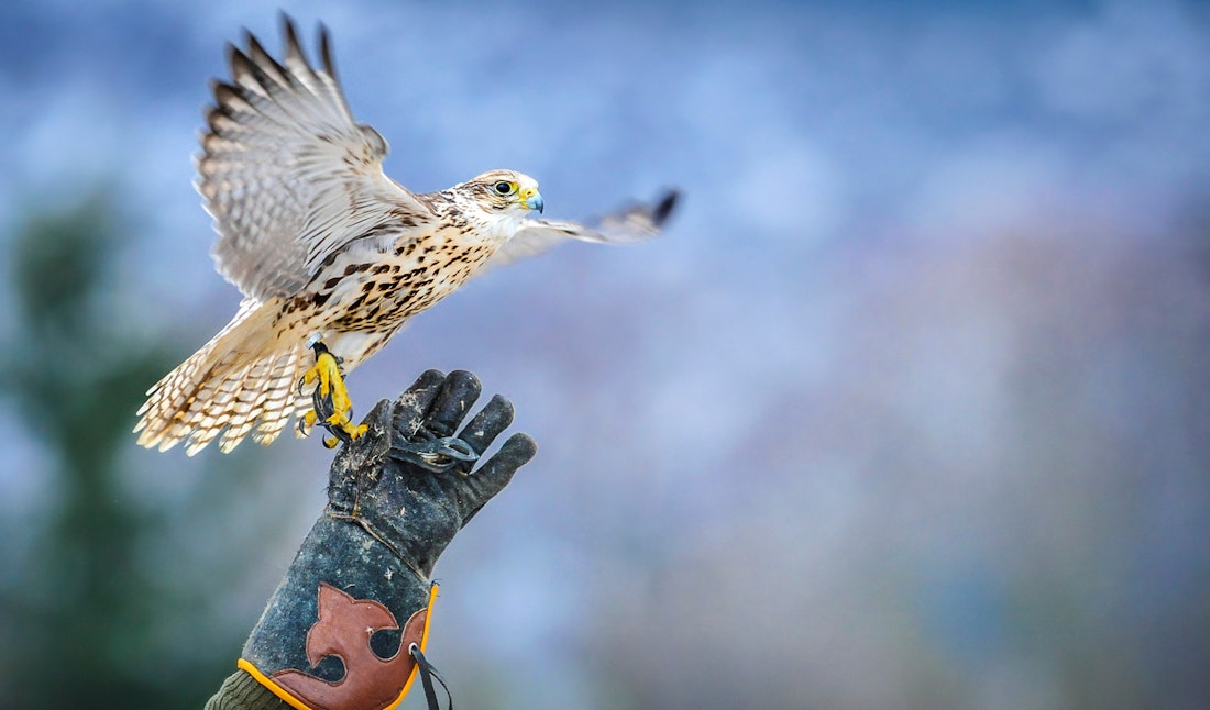 falconry in ireland