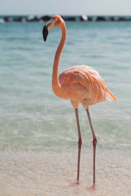 Flamingo Celestun Biosphere