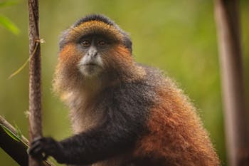 Golden Monkey, Rwanda