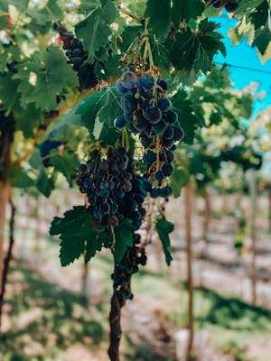 Vineyards in Mendoza