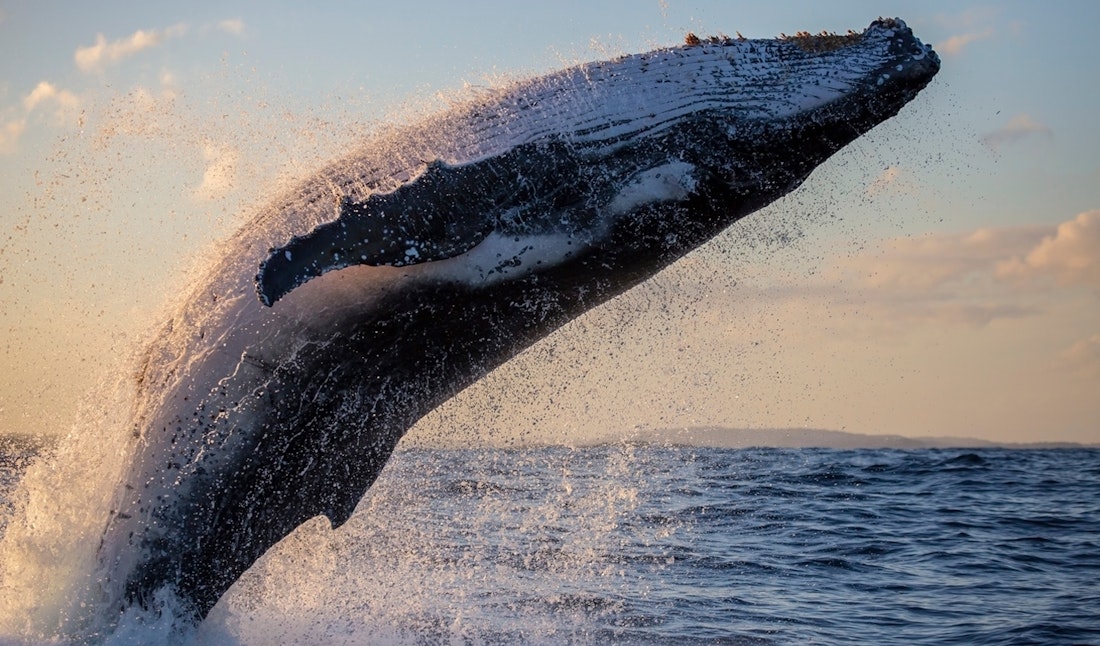 whale breaching east coast usa