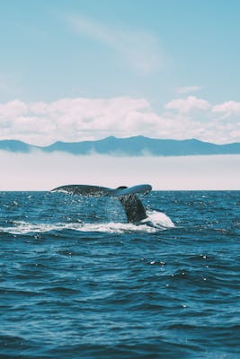 Whales in Vancouver Canada