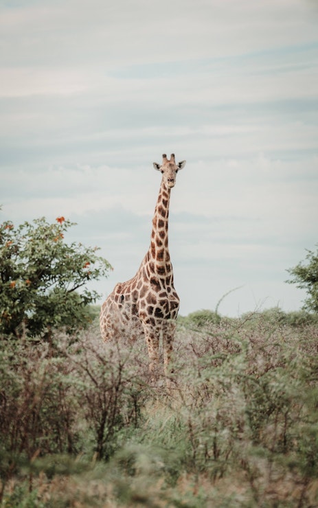desert adapted giraffe in Namibia