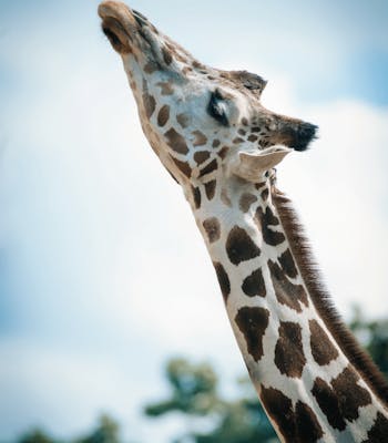 giraffe safari botswana