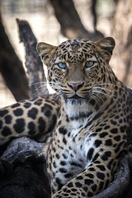 leopard safari, India