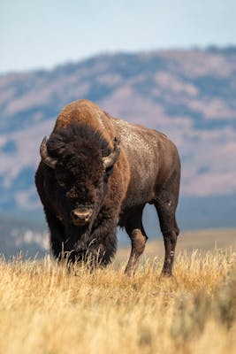 Bison in Wyoming