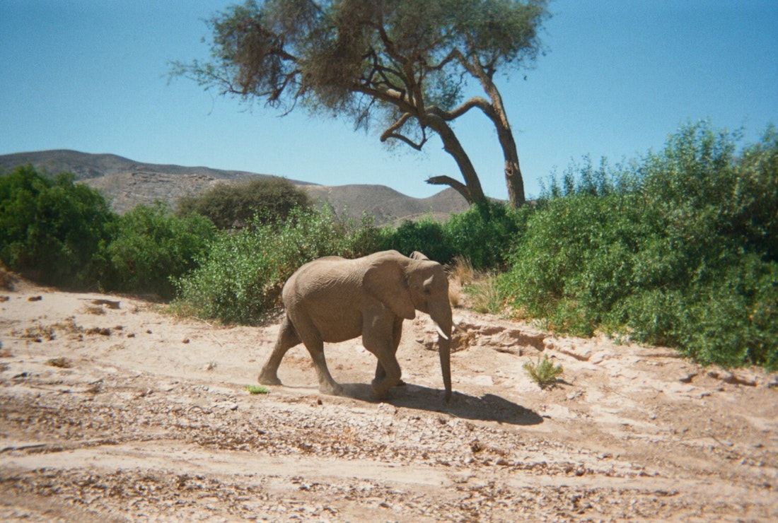 elephant in hoanib valley in namibia