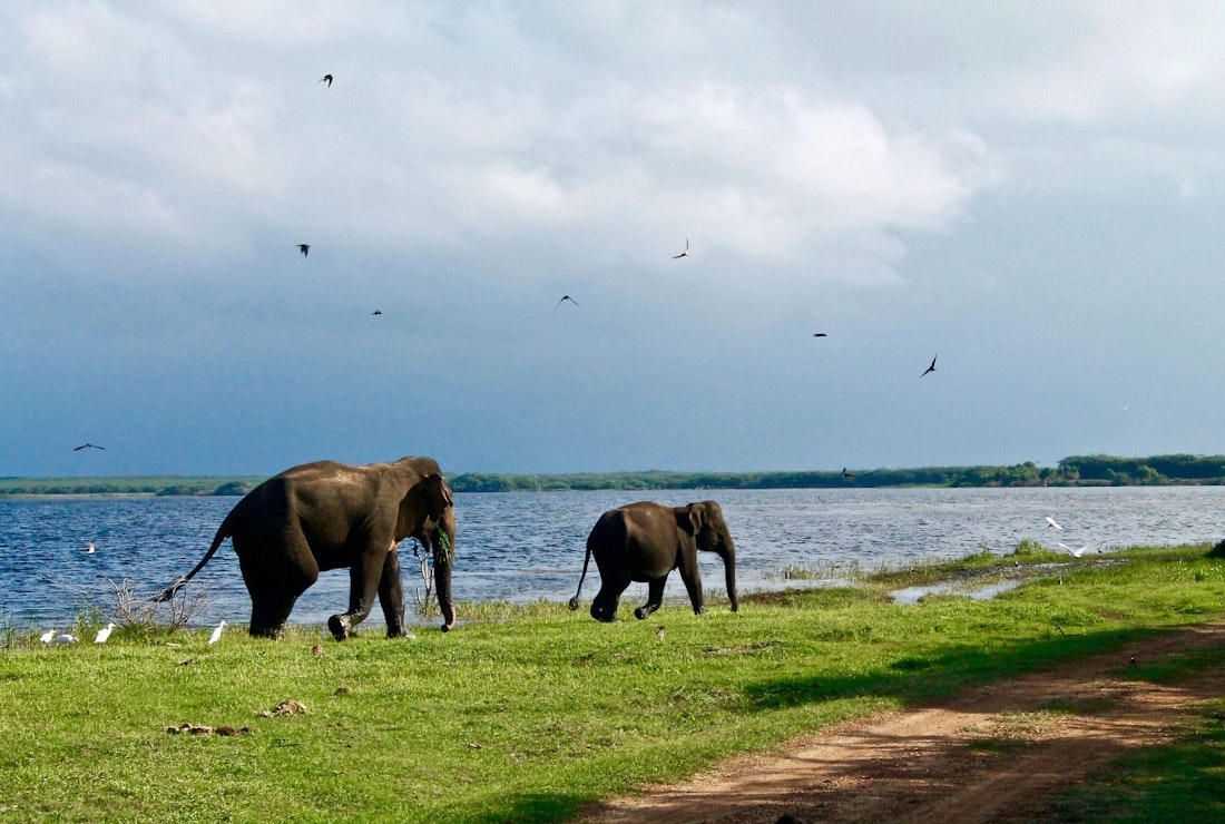 elephants in Sri Lanka