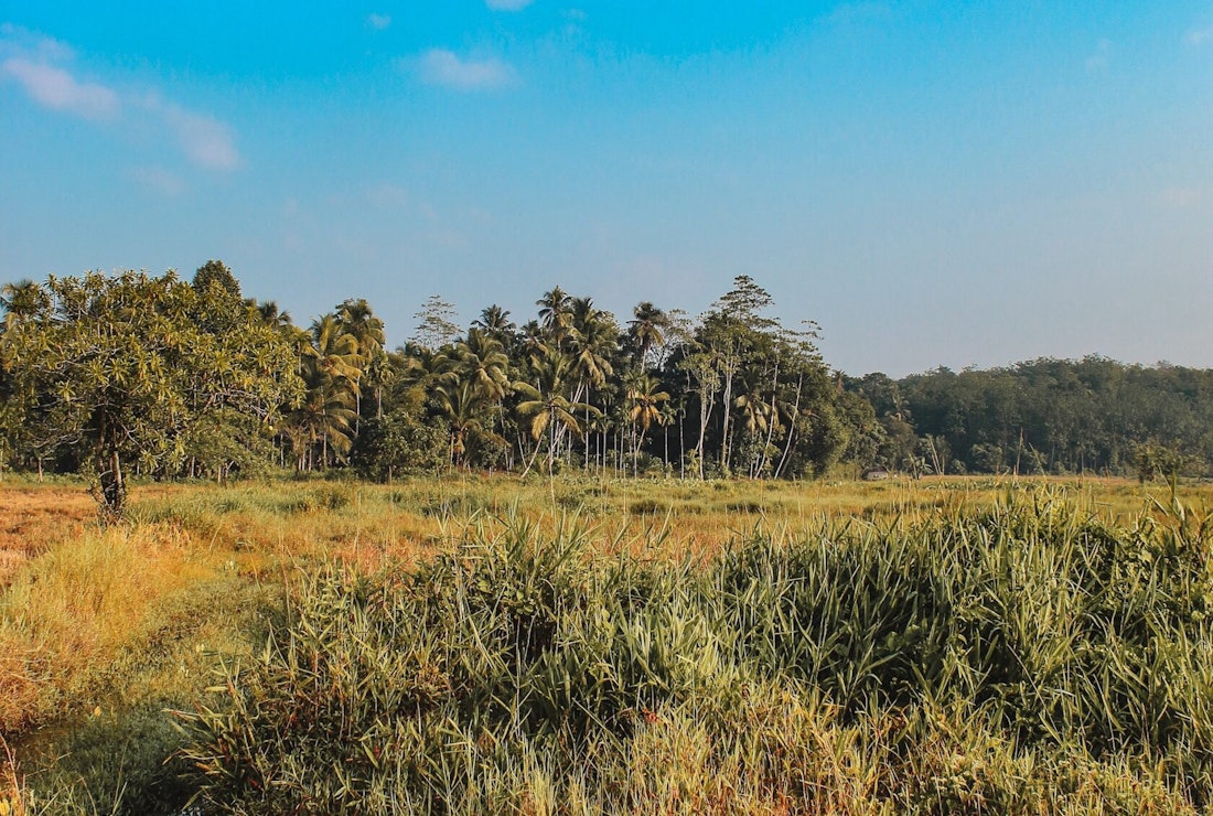 rice field in Sri Lanka