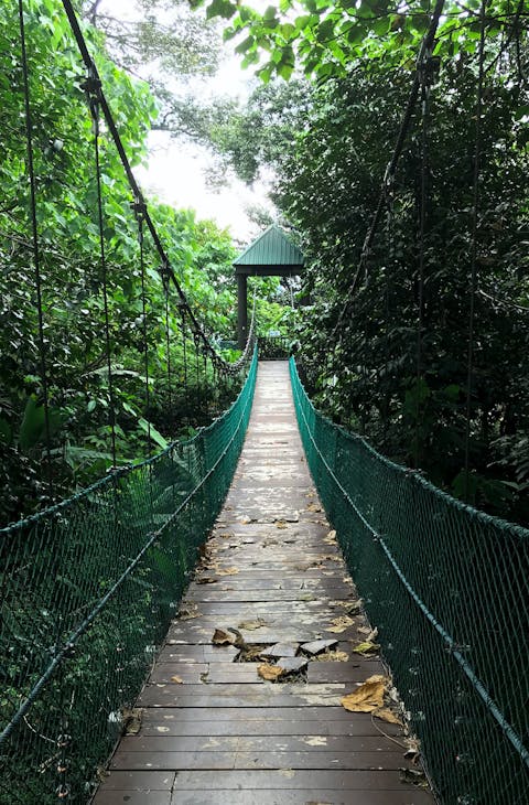 Suspension bridge through the jungle