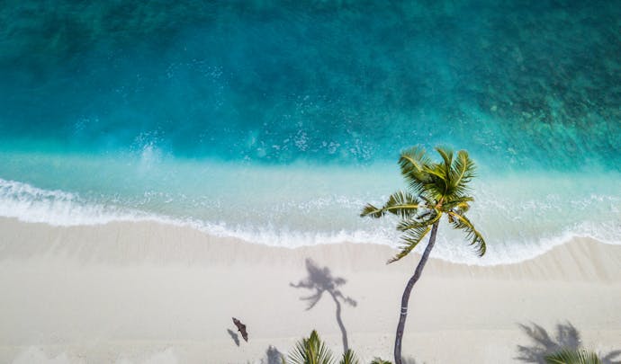 An overhead shot of a palm tree on the beach in the Maldives