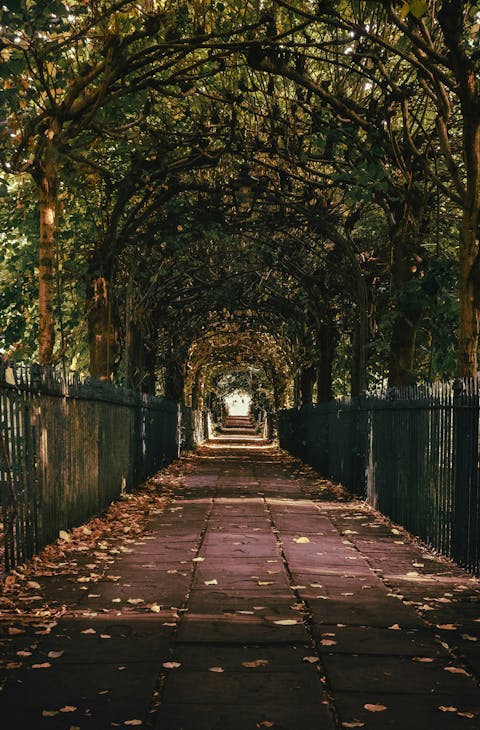 A tree lined path in a Bristol park