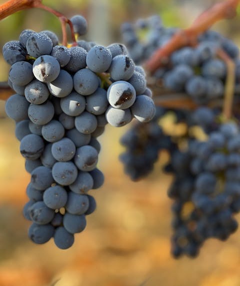 Grapes on a vine in Chianti, Italy