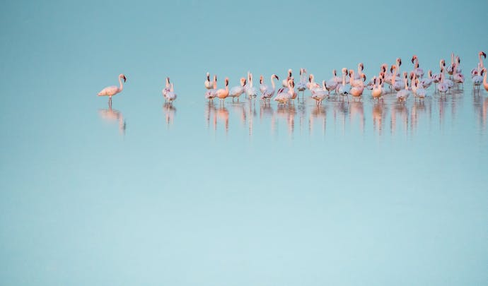 Flamingos and their reflections in Sub Saharan Africa