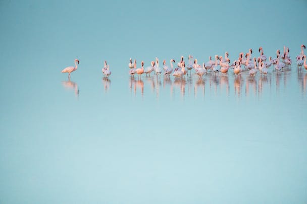 Flamingos and their reflections in Sub Saharan Africa