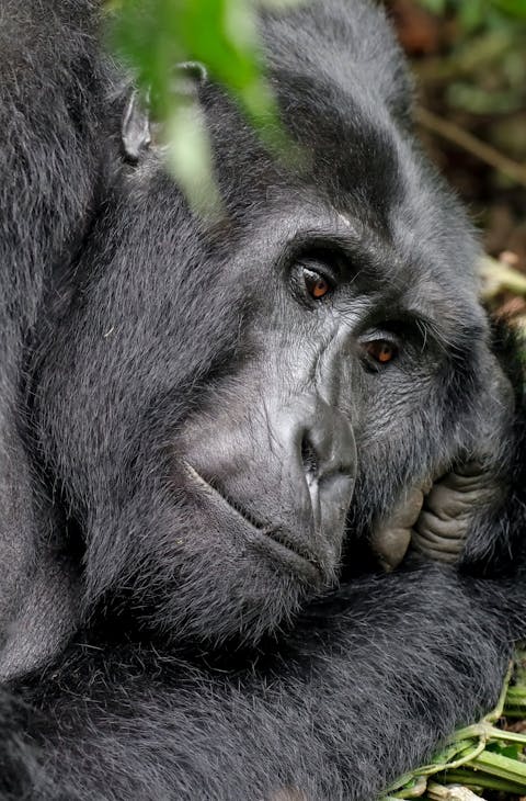 Gorilla looks to the floor in Rwanda