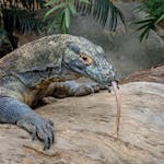 Komodo dragon with tongue out on log in South East Asia