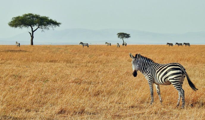 A zebra looks at the camera on safari in Africa with its herd behind