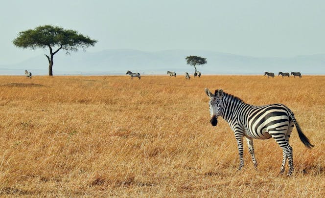 A zebra looks at the camera on safari in Africa with its herd behind