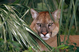 Florida panther in the green bushes