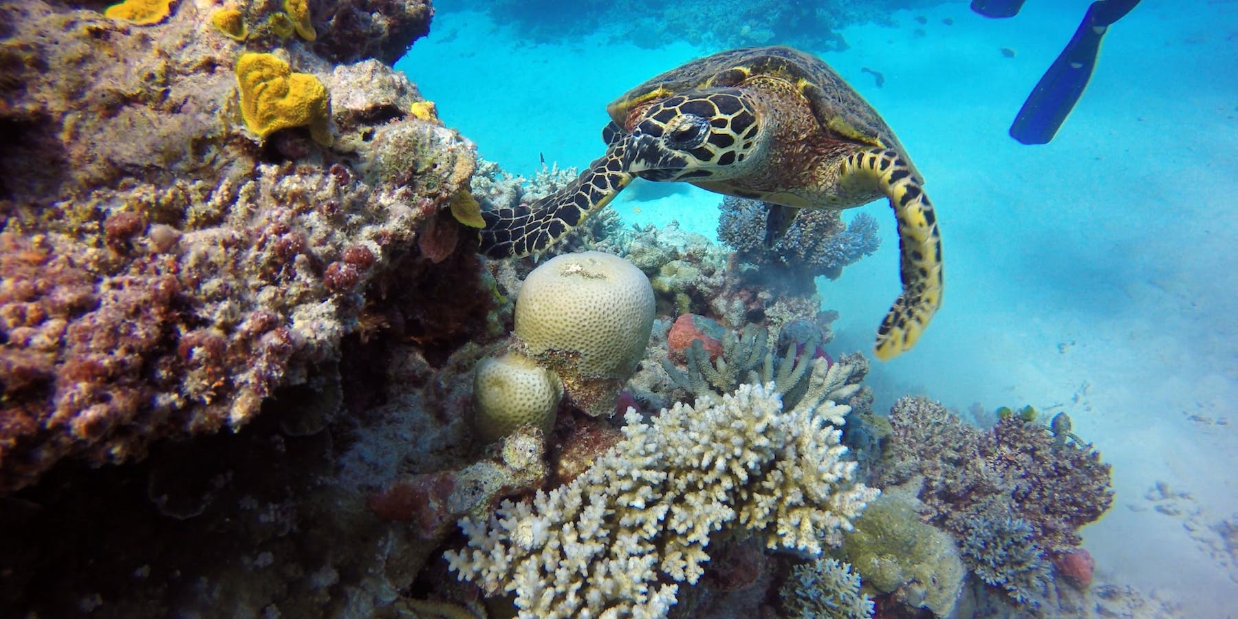 Turtle searches corals on the Great Barrier Reef