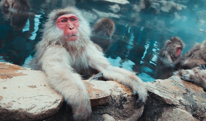 Onsen with snow monkeys in Japan