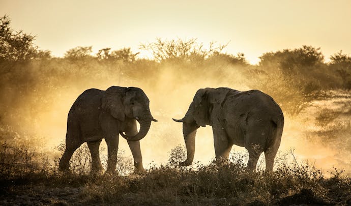 Elephants preparing to fight in South Africa