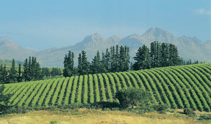 Stellenbosch vineyards in South Africa