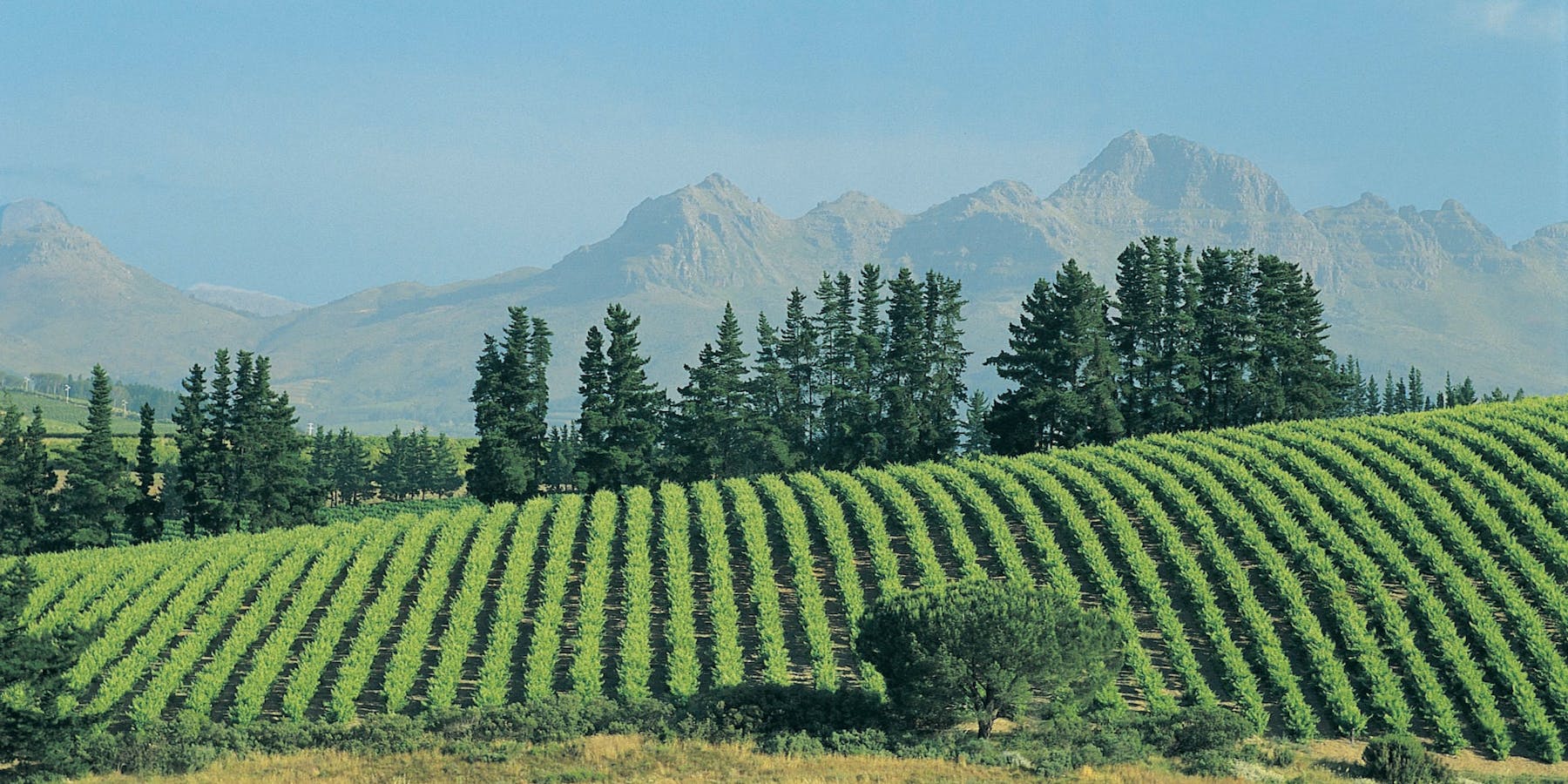 Stellenbosch vineyards in South Africa
